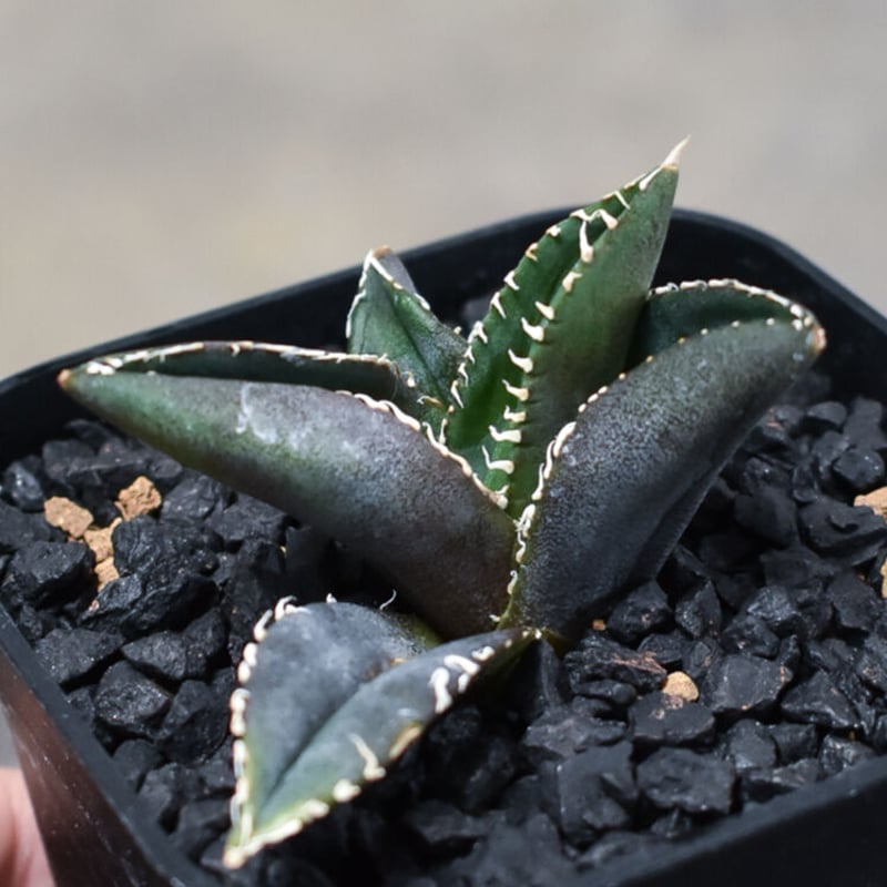 アガベ　ディアボロビアンコ　valiem 鉢(Mサイズ)付き アガベ ディアボロビアンコ valiem 鉢(Mサイズ)付き 2025年最新