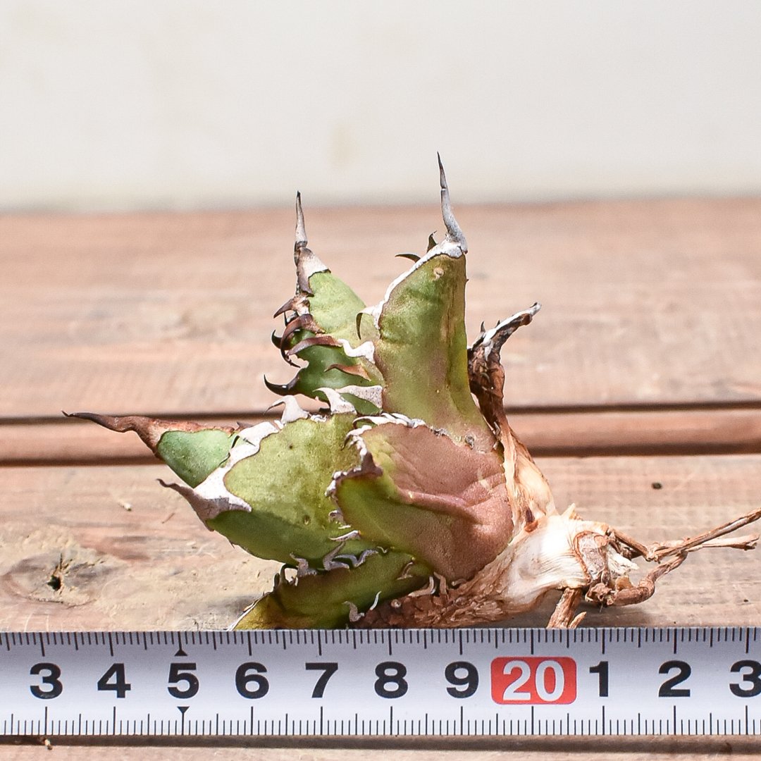 アガベ チタノタ チーター 