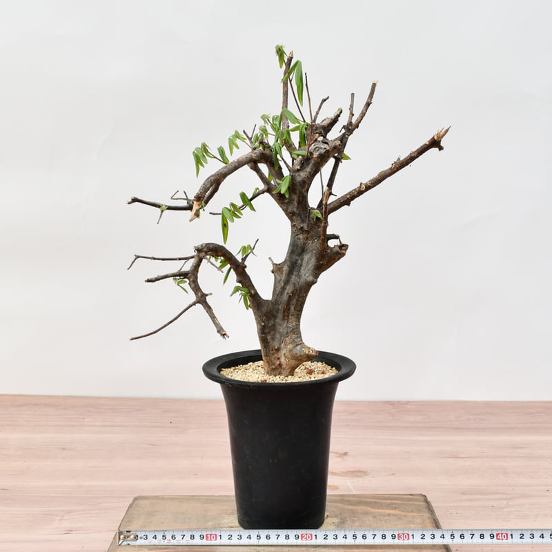 ®️さん専用コミフォラ 剪定枝 長め コミフォラ セルビフォリア 枝がだいぶ伸びたので剪定していい感じです
