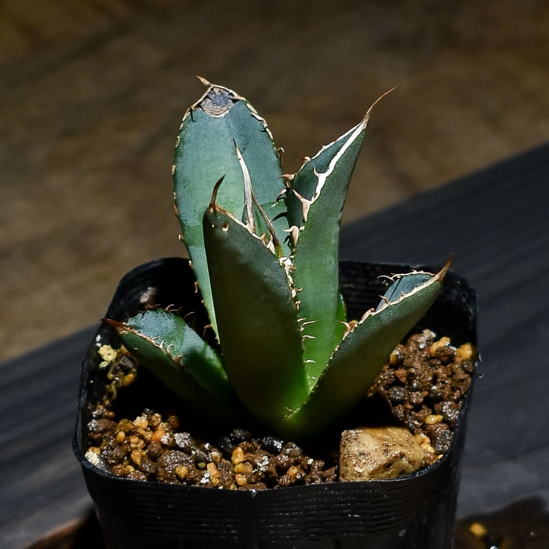 アガベ チタノタ 