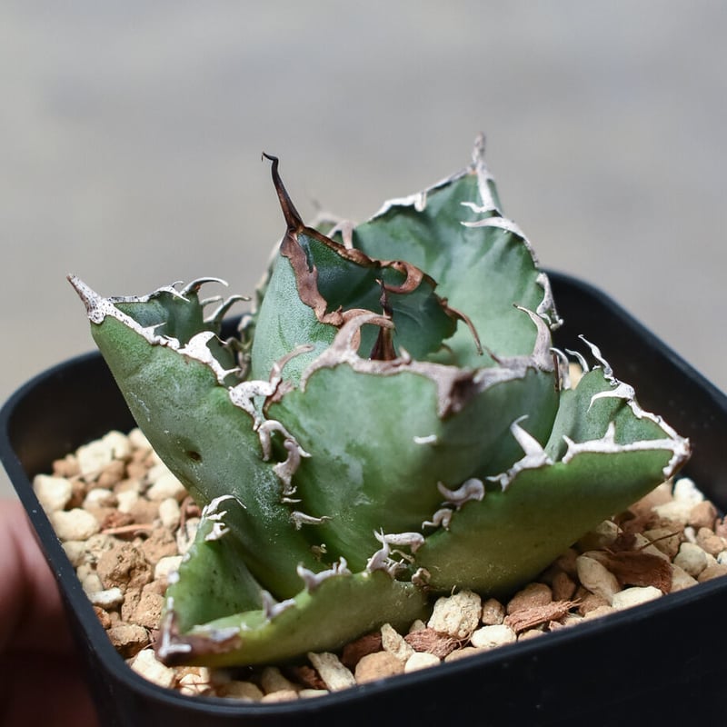 アガベ　チタノタ　白鯨 アガベ チタノタ 