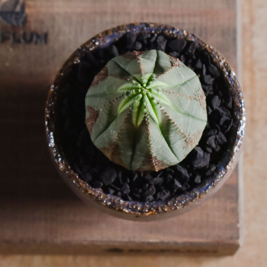 ユーフォルビア オベサ /オールド オベサ【根強い人気！！木質化の