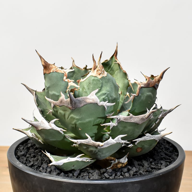 アガベ チタノタ 浪人　agave 大株　鉢のまま発送　最終値下げ価格 アガベ チタノタ 浪人 agave 大株 鉢のまま発送 最終値下げ価格 アガベ