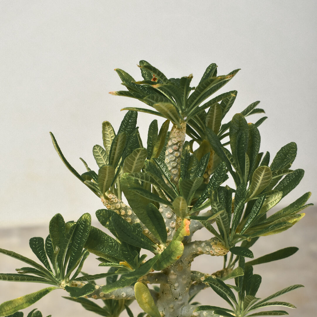 ドルステニア ギガス（発根済み）RF231444(T) | RAFLUM