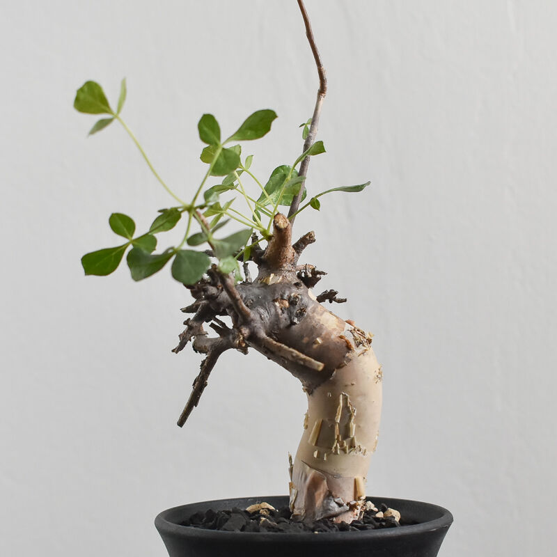 送料無料 ⑧コミフォラ カタフ ソマリア産Commiphora kat Commiphora kataf pure コミフォラ ピュアカタフ 発根済現地株 4