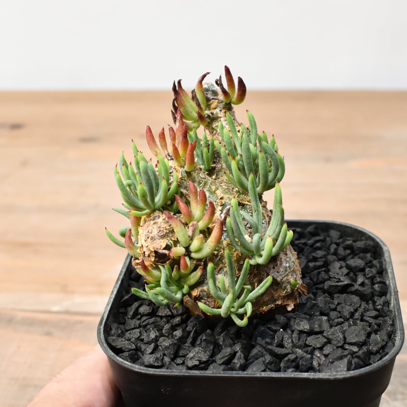 チレコドン ペアルソニー 