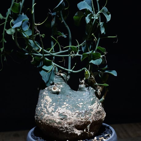 アデニアスピノーサ  （発根済み）Mサイズ RF22896