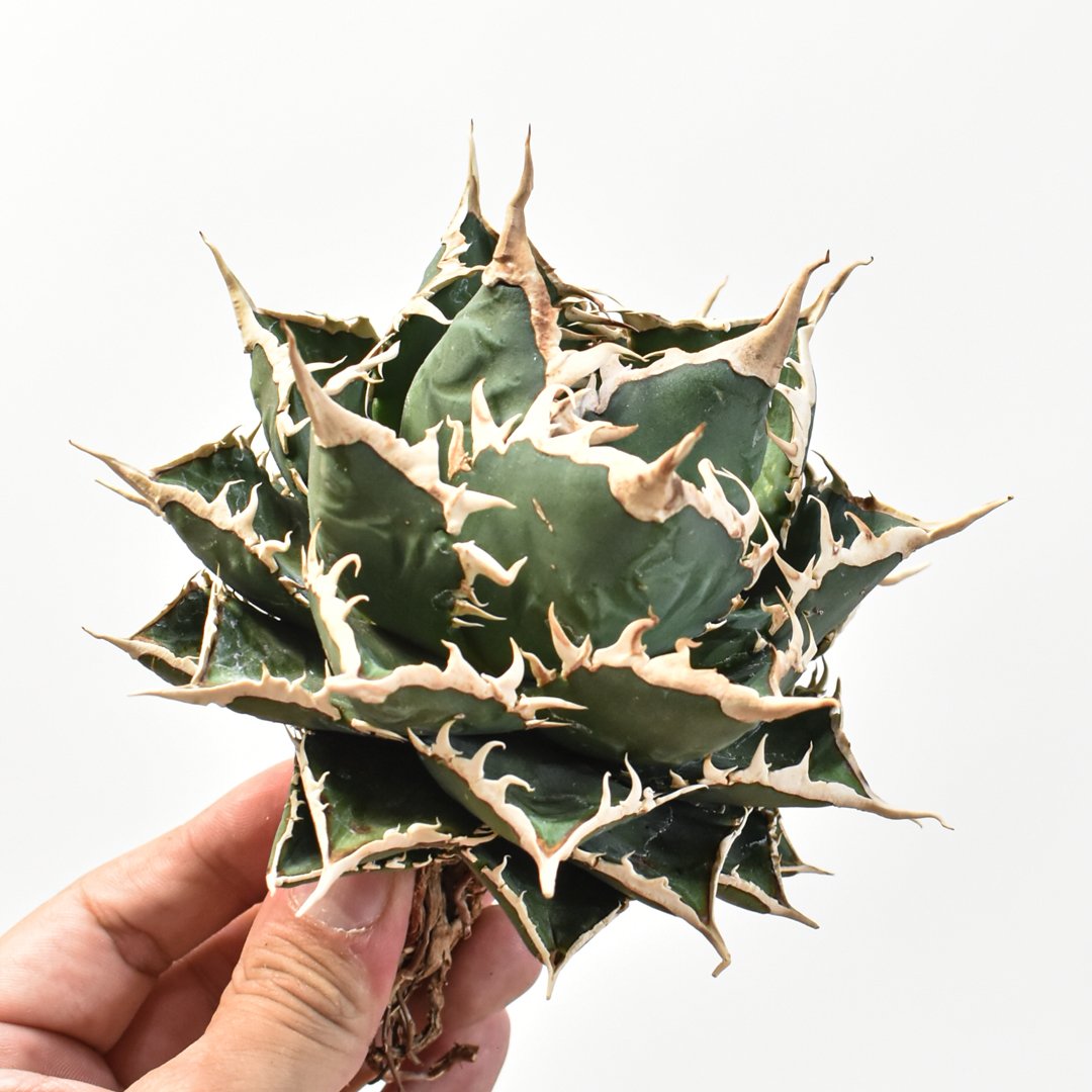 アガベ チタノタ 海王 台湾株 【公式通販】