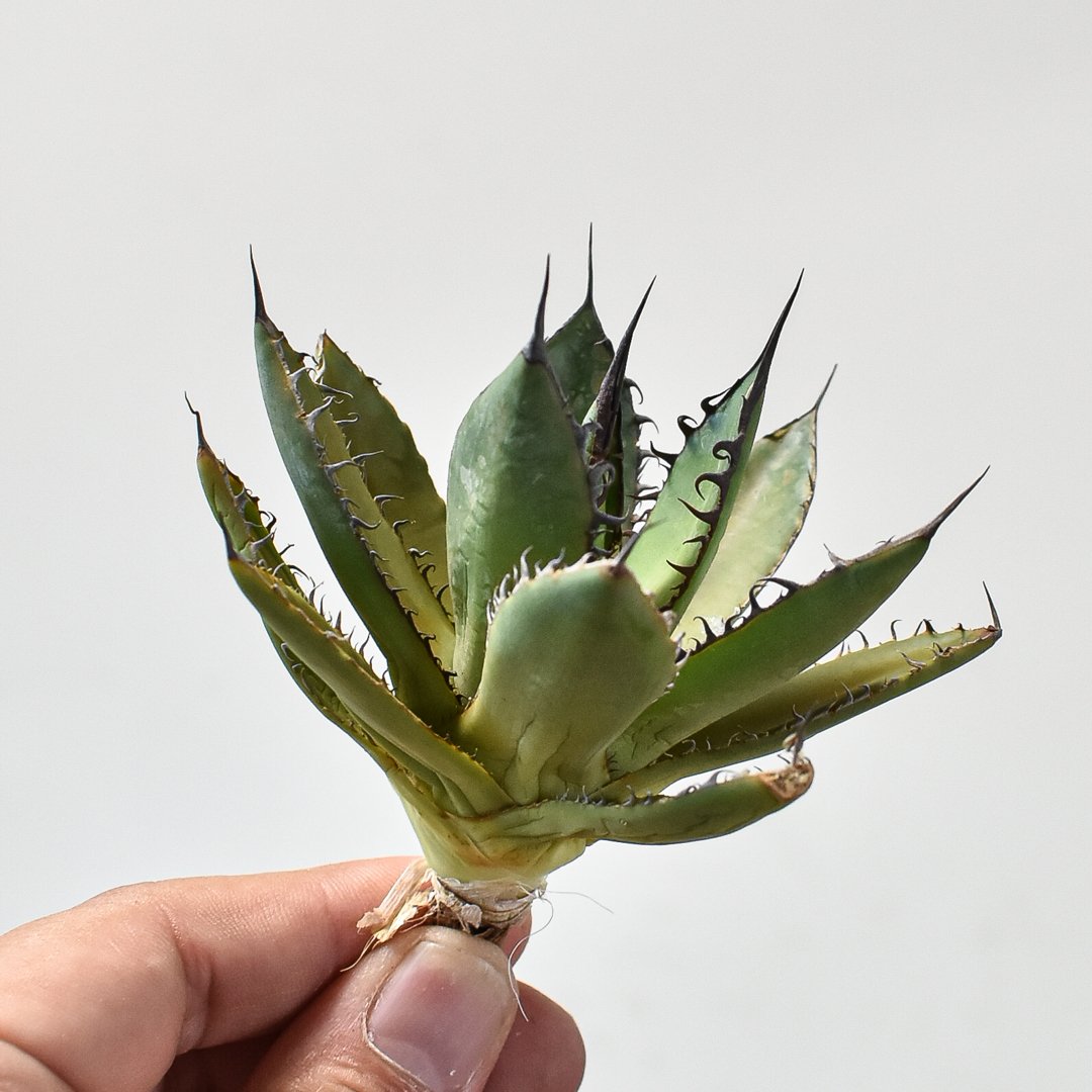 【最終値下げ】精品 狂刺霍利達 狂棘ホリダ 台湾Dragon Agave産 アガベ ホリダ 