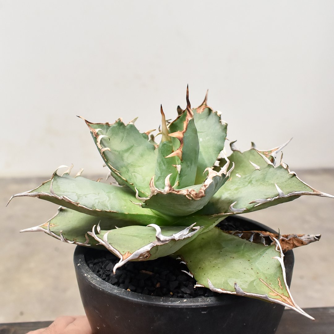 アガベ チタノタ 