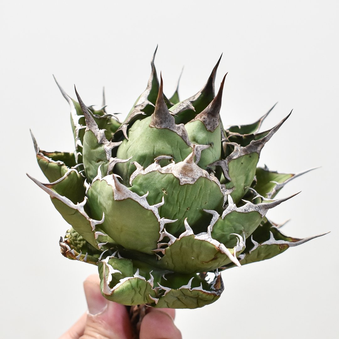 アガベ チタノタ 