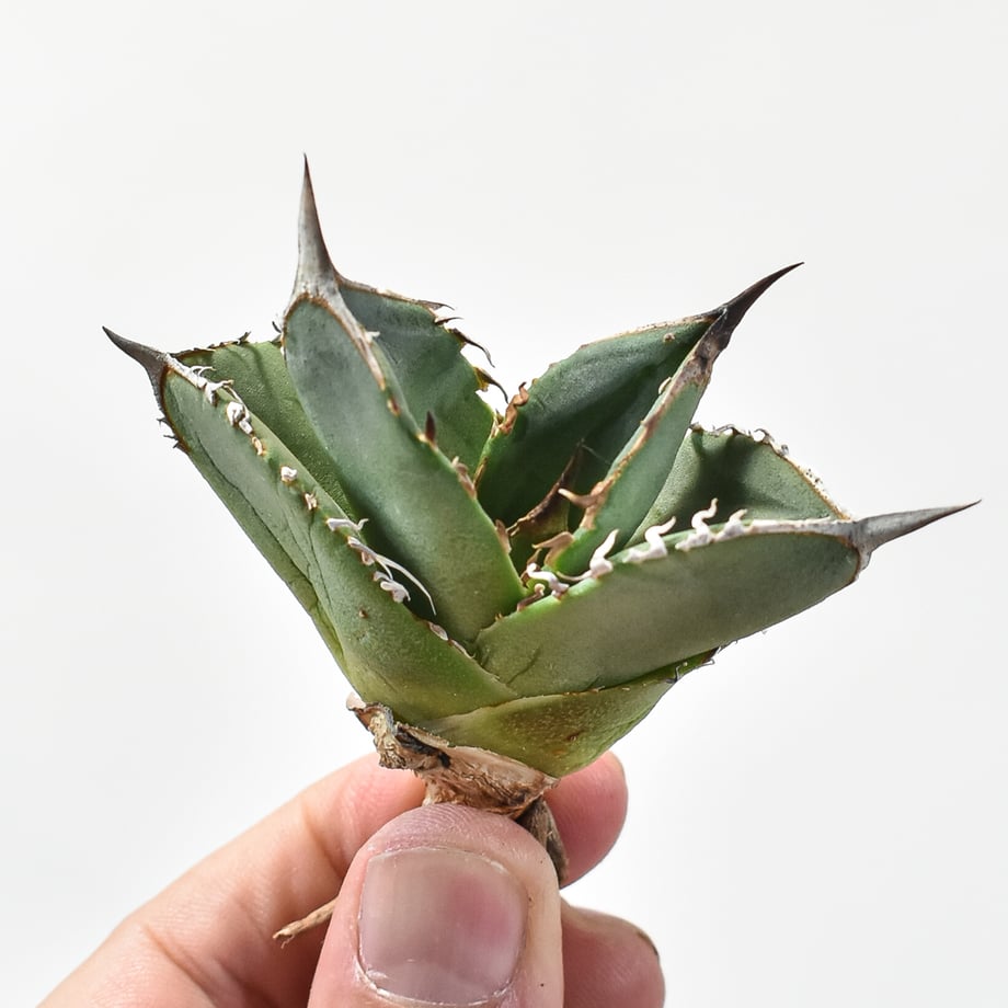676b9c6c72c3a403052c2637