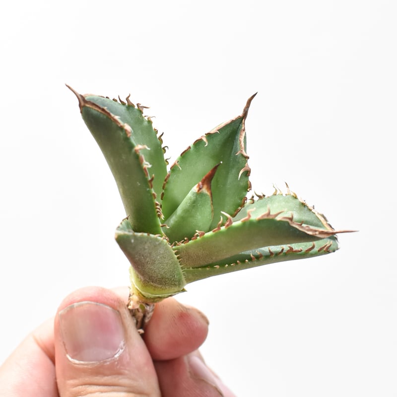 アガベ チタノタ DENNIS040 