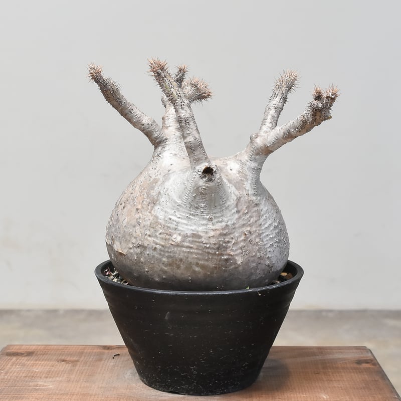 パキポディウム グラキリス (発根済み) RF232013 | RAFLUM / ラフラム｜