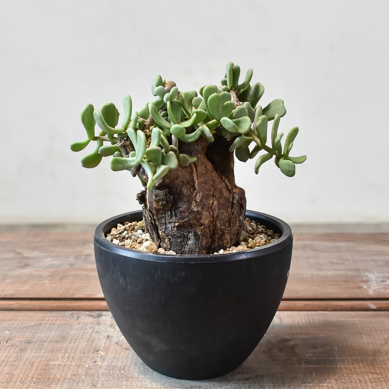 写真大好き　モンソニア・ムルチフィズム　ケラリア・ピグマエア③ ケラリア ピグマエア 【発根済】S | RAFLUM / ラフラム｜東京、大阪の