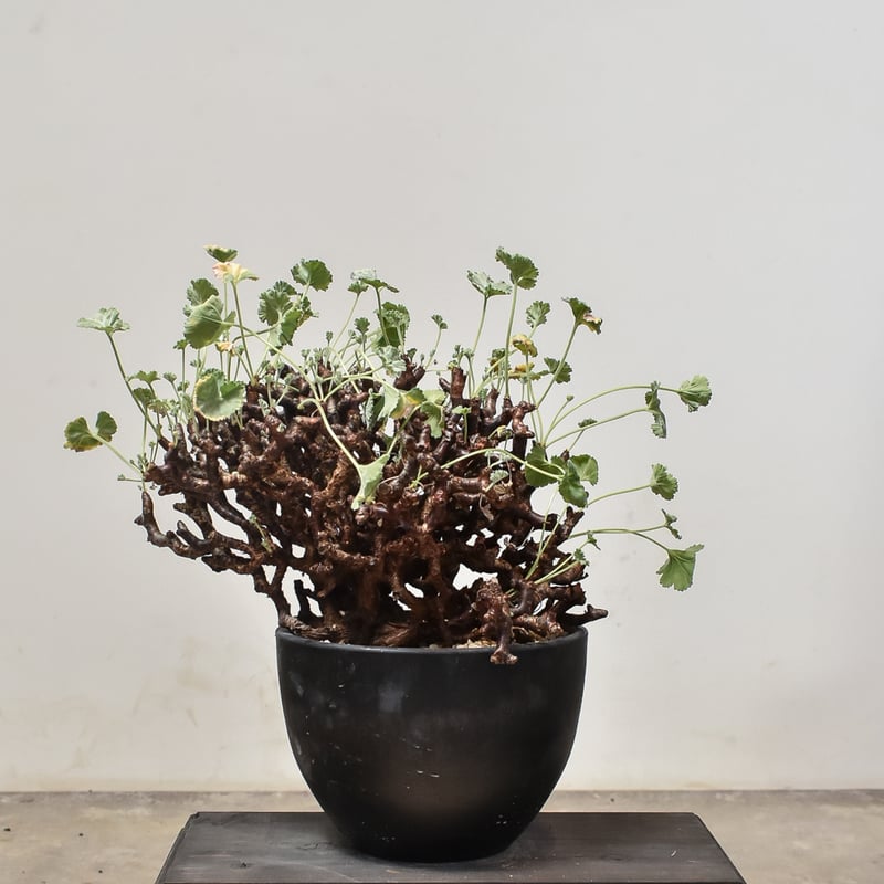 ペラルゴニウム ミラビレ Pelargonium mirabile 発根済鉢ごと Pelargonium mirabile ペラルゴニウム ミラビレ 発根済 #2