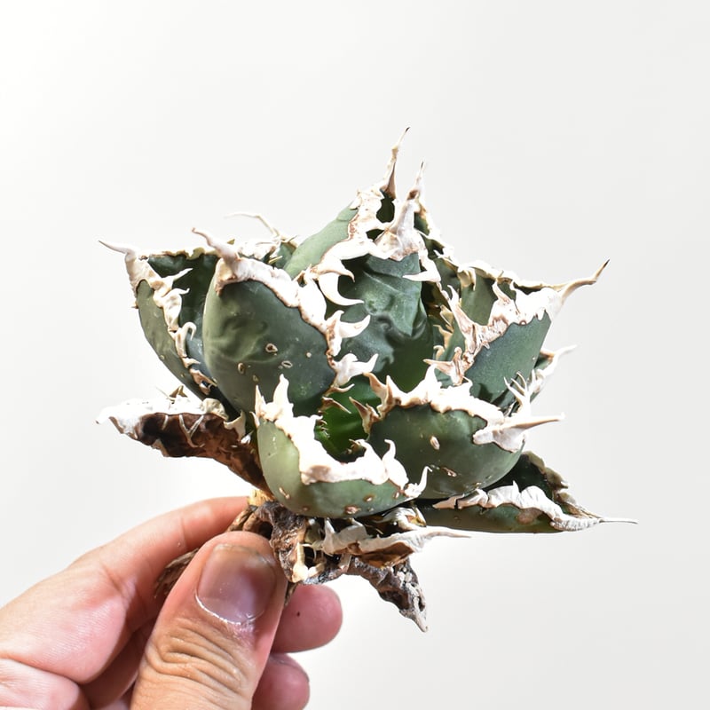 アガベチタノタ 狼人 コレクション株 アガベ チタノタ 