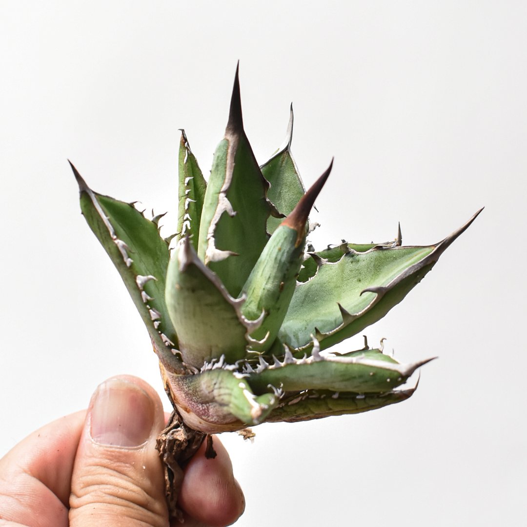 アガベ ハイブリット 