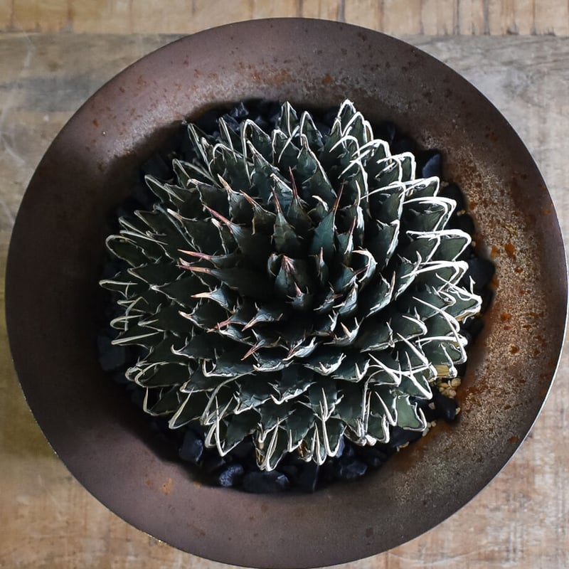 ASK】アガベ ユタエンシス エボリスピナ 【 -RAFLUMスペシャル株