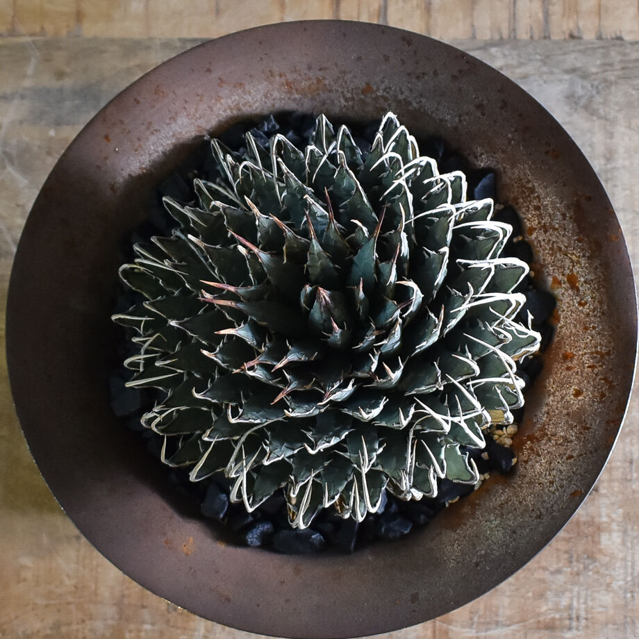 ASK】アガベ ユタエンシス エボリスピナ 【 -RAFLUMスペシャル株