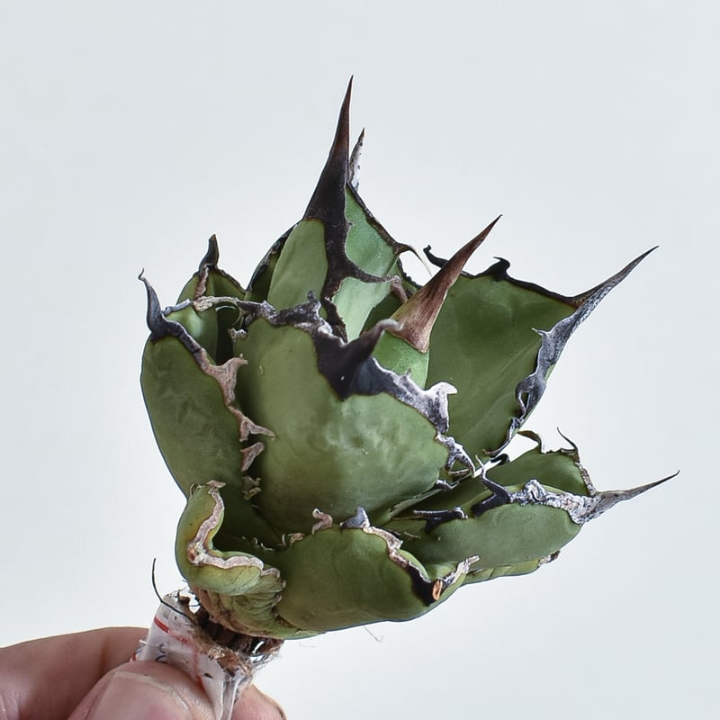 アガベ チタノタ 