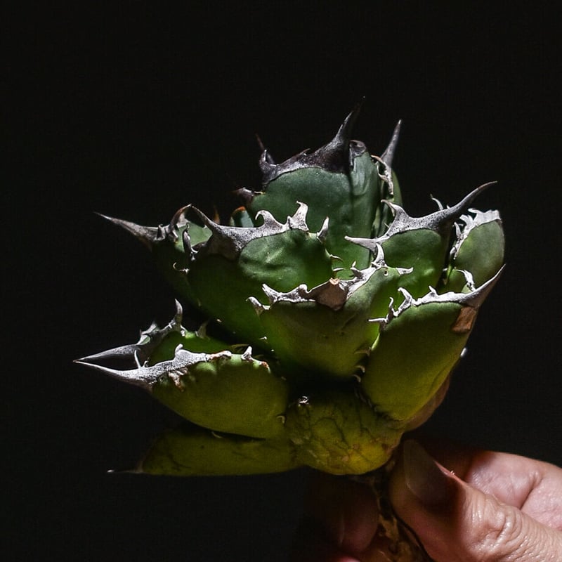 アガベ チタノタ フェニックス 