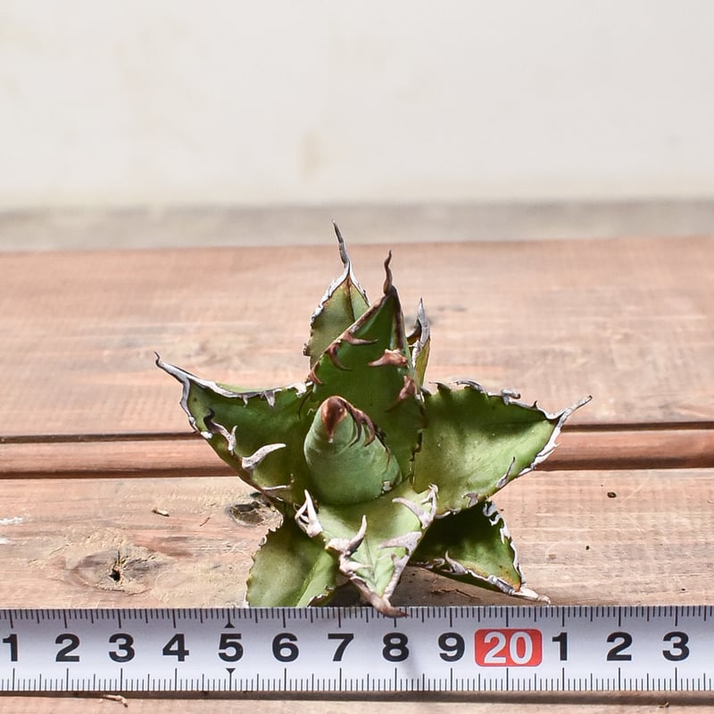 アガベ チタノタ チーター 