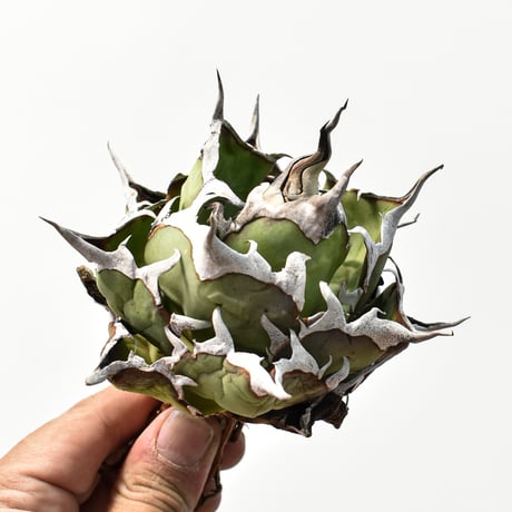 アガベ チタノタ "精品ハデス" / 精品黒帝斯、精品恐竜牙歯 【台湾 dragon agave産/中株/抜き苗】C110