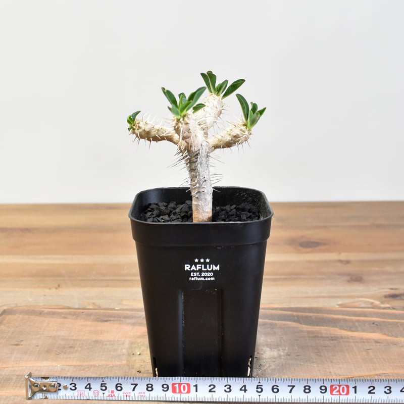 ユーフォルビアギラウミニアナ 実生 W ユーフォルビア・ギラウミニアナ