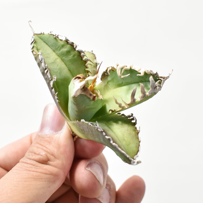 アガベ チタノタ ゴジラ 