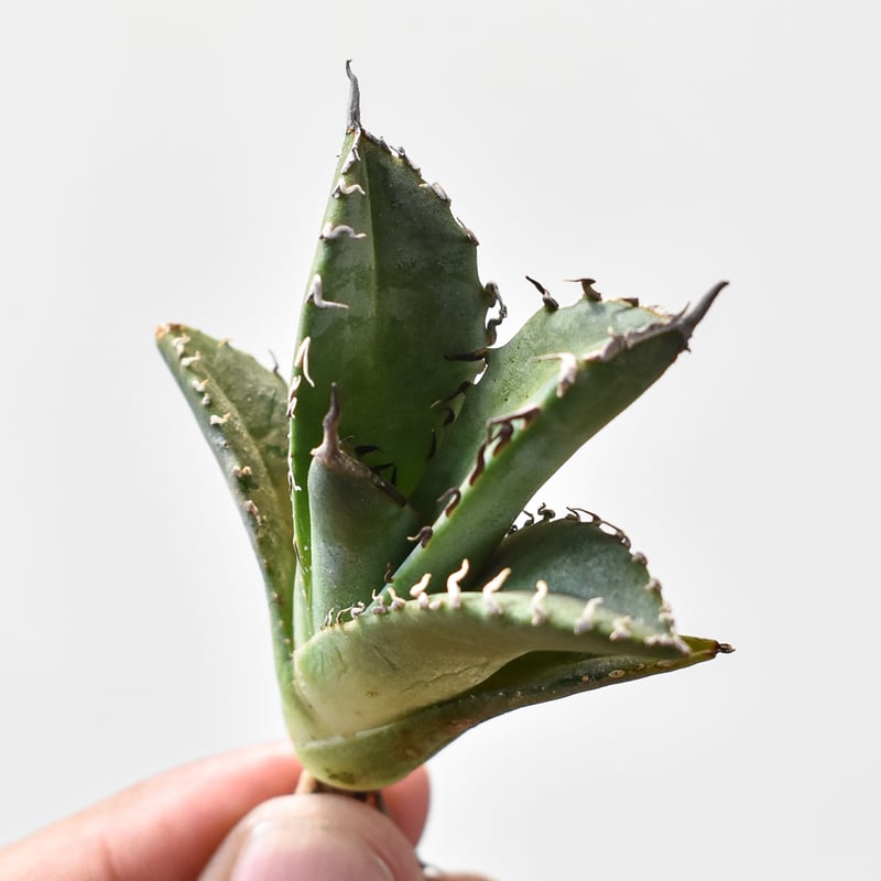 アガベ チタノタ 