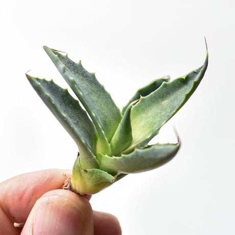 アガベ ハイブリット "邪霊" (特白肌怒雷神×血妖) 【台湾botanical_seeker産】RF25011589