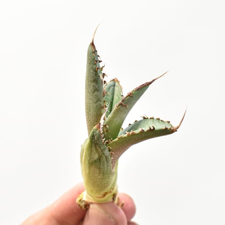 【5CLAW】アガベ チタノタ "蛇姫"  【台湾 dragon agave産/子株/抜き苗販売】RFDG25010956