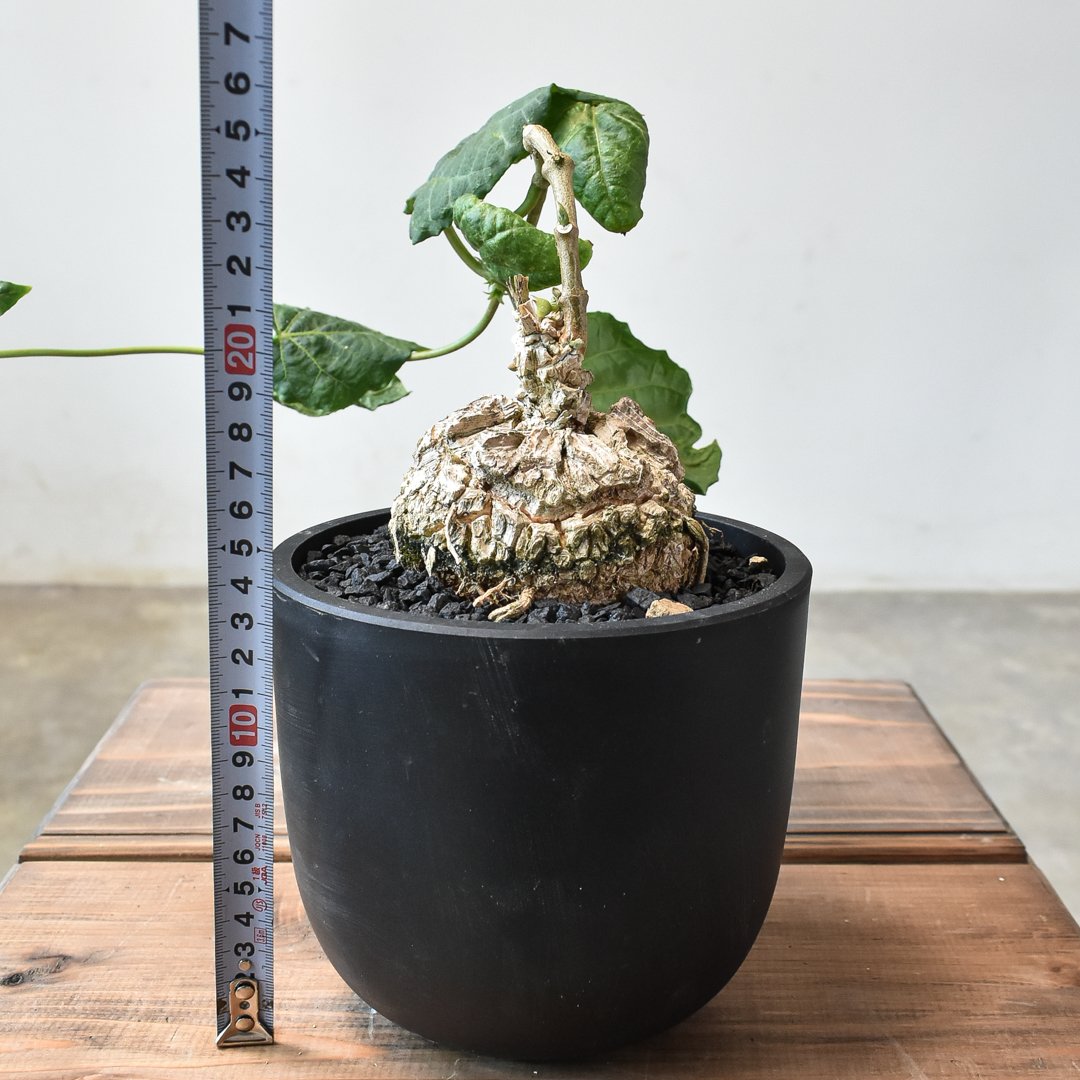 マテレア　シクロフォラ　実生 マテレア シクロフォラ 実生 - メルカリ