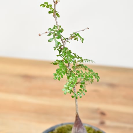 【“WACK” ON YOUR SIDE】オペルクリカリア パキプス WACK-A112