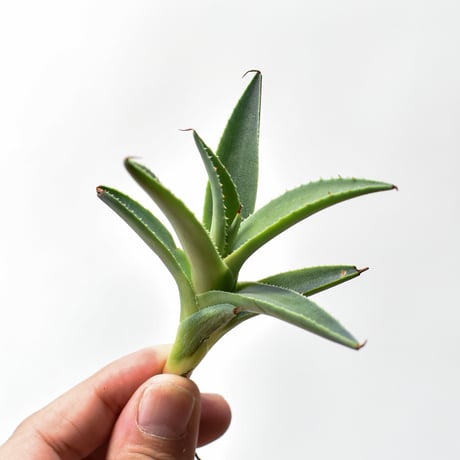 アガベハイブリット吉巴羅特白肌怒雷神×血 | STORES