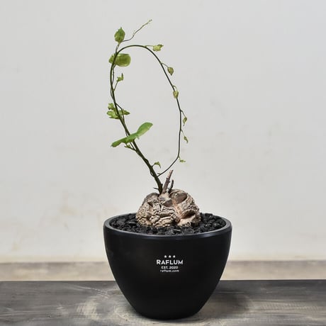 STORES 塊根植物の検索結果