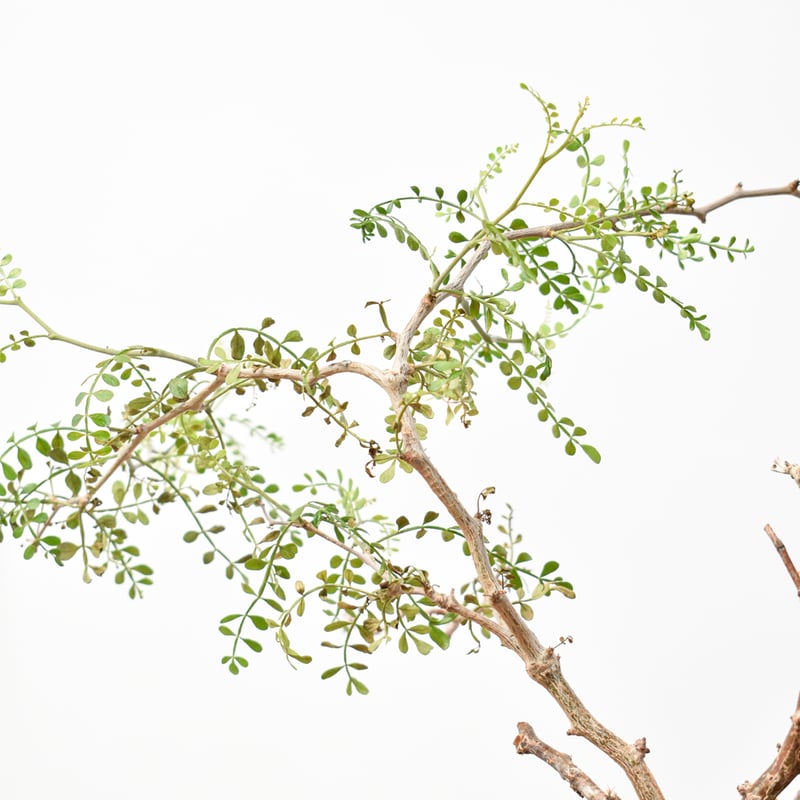 RAFLUMコレクション】オペルクリカリア パキプス 【発根済み