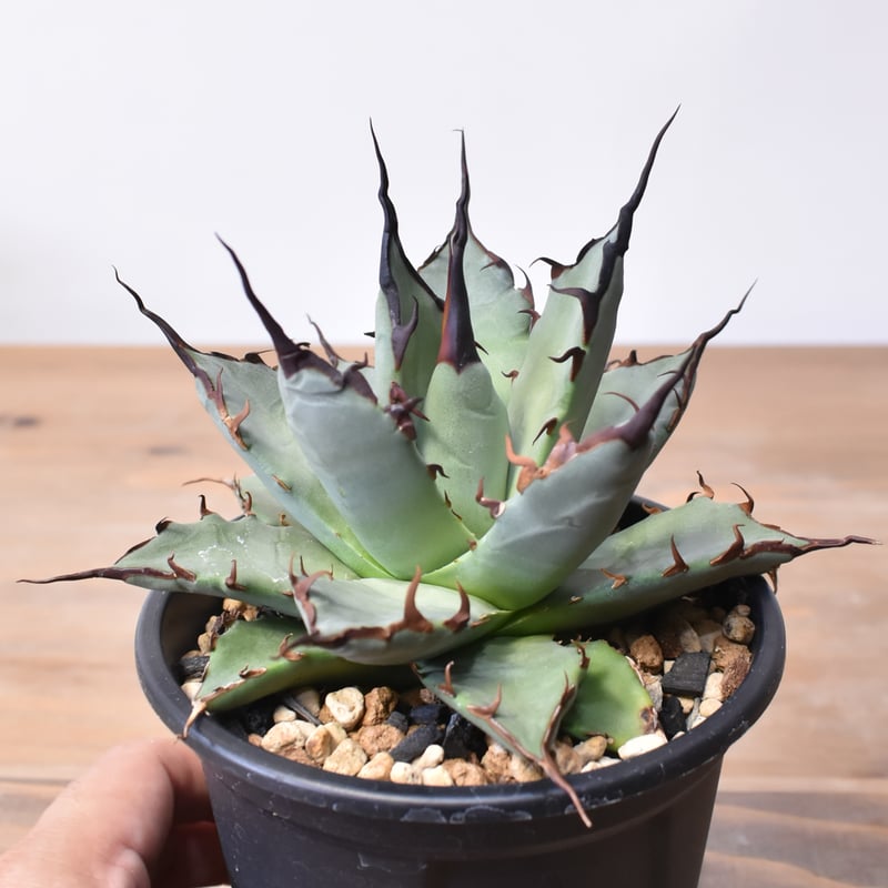 o*o様 現物株　エボリスピナ 妖炎 × ポタトラム　ハイブリッド アガベ　活着 アガベ ハイブリッド 'ポタトラム × ユタエンシス エボリスピナ' Agave