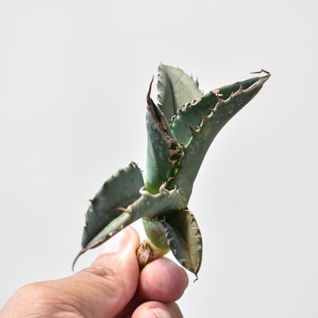 アガベ チタノタ ホワイトファイヤー / 白炎, 白火焔" 【台湾 dragon agave産/子株/抜き苗販売】100