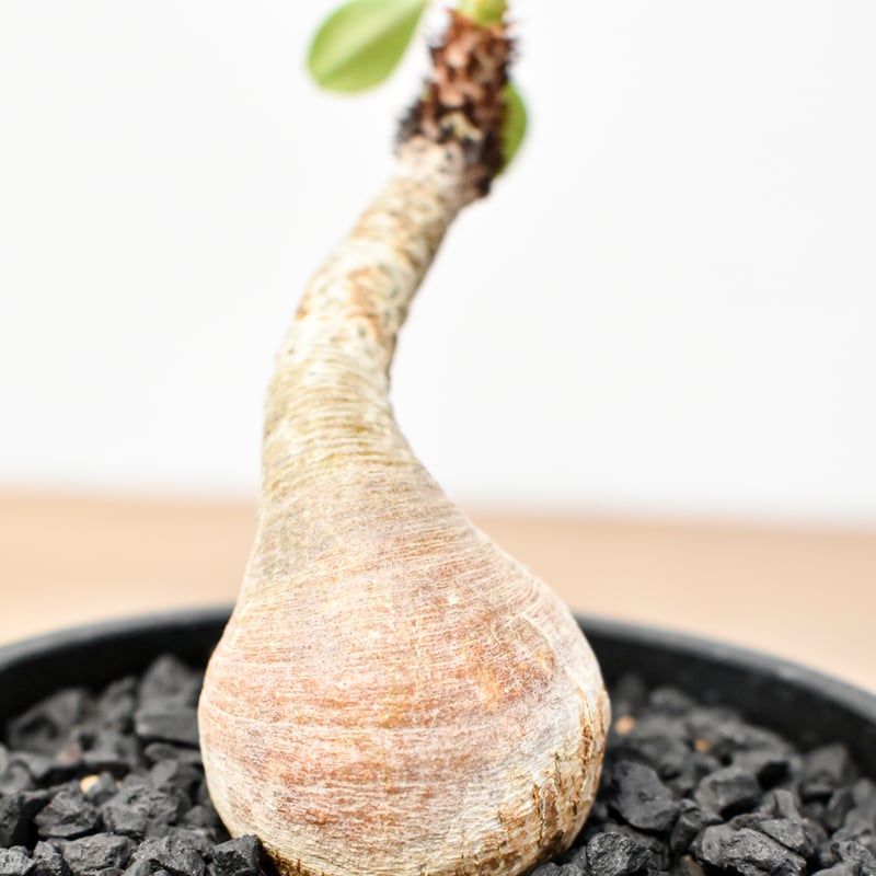 ユーフォルビア ラメナ【発根済み】RFKN25011195 | RAFLUM / ラフラム