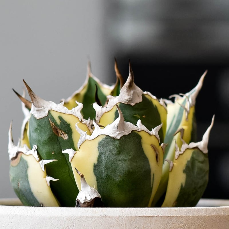 アガベ チタノタ　‘Saber tooth tiger’ 中斑　スナグルトゥース アガベ チタノタ 'Saber tooth tiger' 中斑 スナグルトゥース アガベ