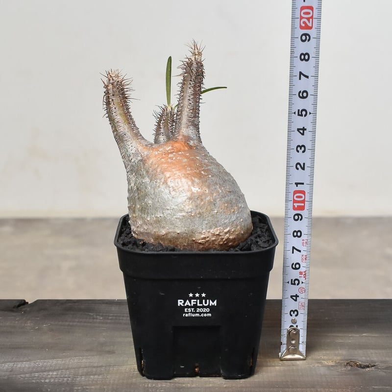 パキポディウム　グラキリス　大 パキポディウム グラキリス 多頭特大株 | R_Plants.ONLINE