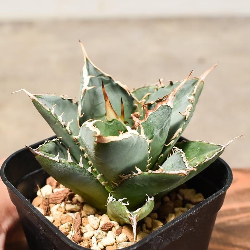 アガベ　チタノタ　覇王竜、ナンバーワン錦2株セット アガベ チタノタ 