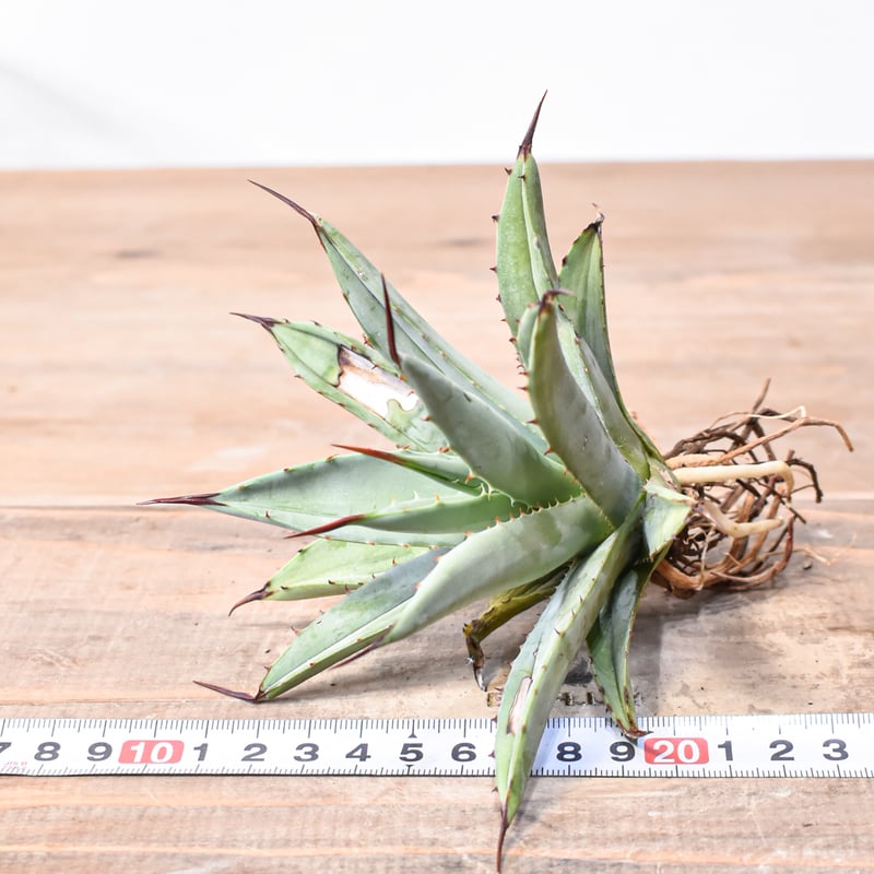 アガベ　マクロナカンサ　選抜株 アガベ チタノタ 