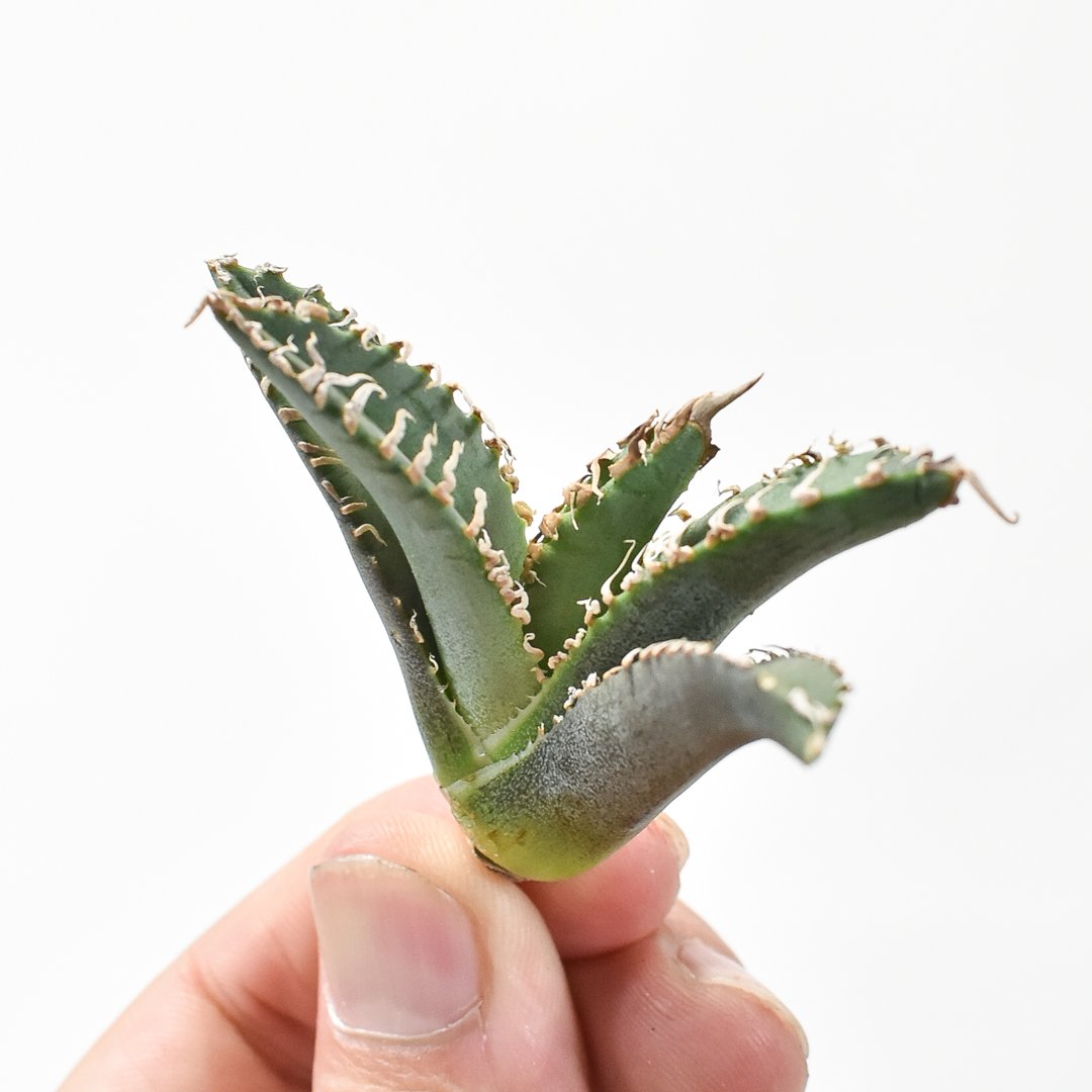 Agave titanota Godzilla　アガベ　チタノタ　ゴジラ アガベ チタノタ 台湾ゴジラ / TG-01 | アガベ専門店 モンスター