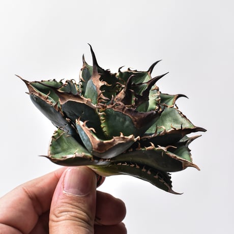 アガベチタノタ緑犀牛 fit=scale-down,w=1200