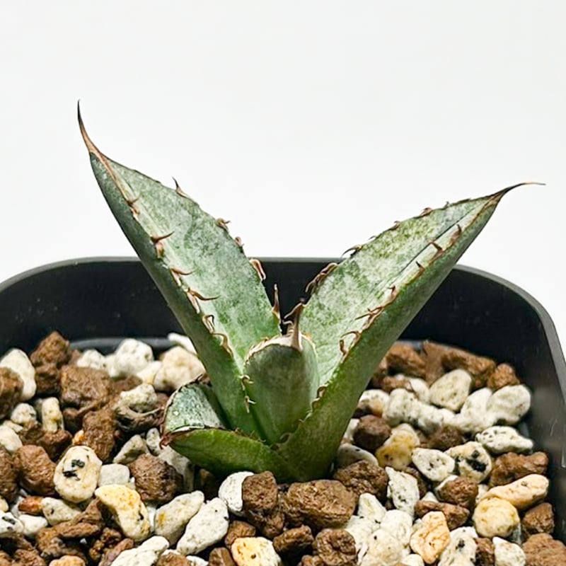 チタノタ　オテロイ　台湾アガベ　Ｒ チタノタオテロイ | STORES