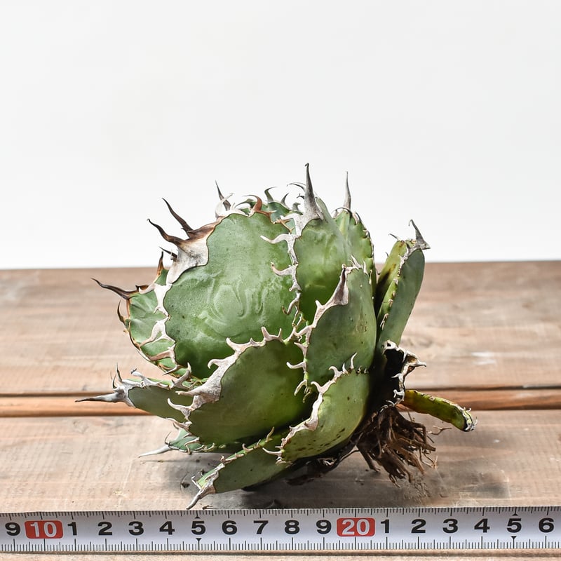 国内実生最高峰】アガベ オテロイ【OSPセレクト株 / 抜き苗 / 実生】21