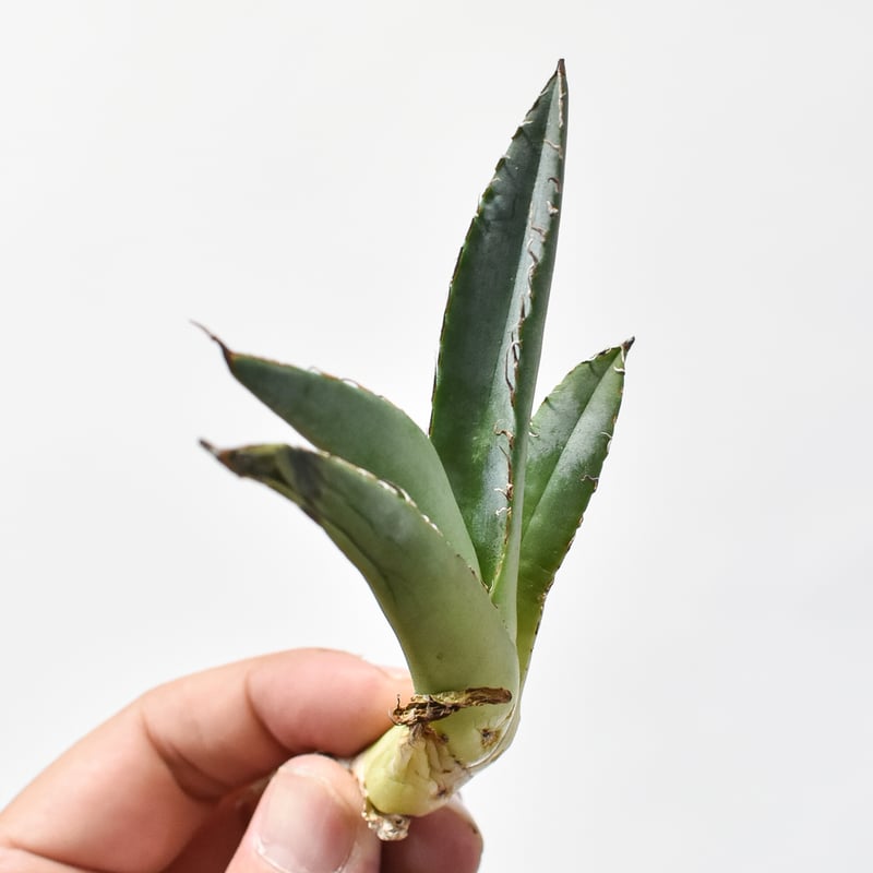 アガベ　チタノタ　まとめ売り アガベ チタノタ 